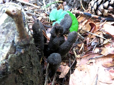 Langstielige Ahorn-Holzkeule ?