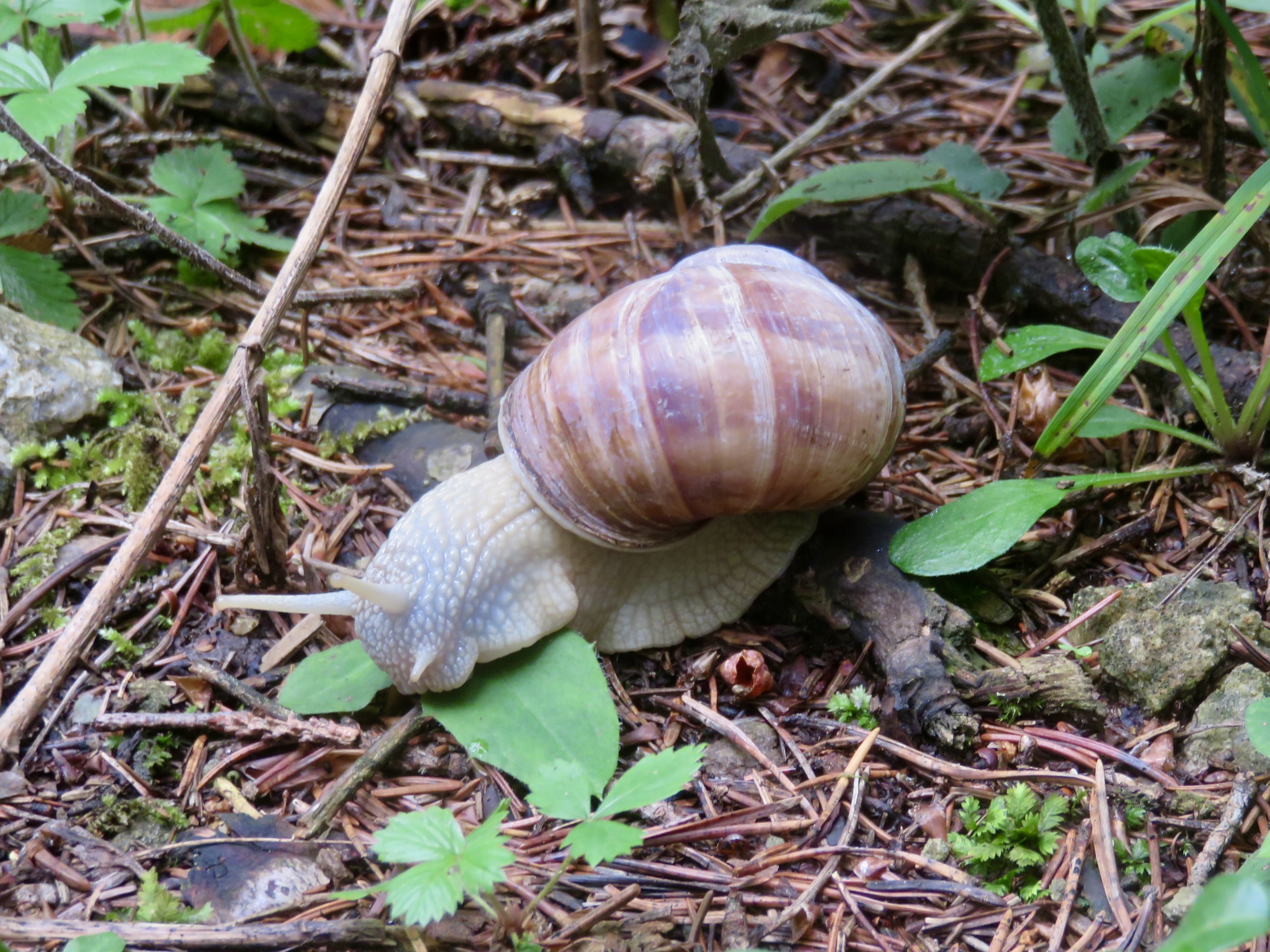 Auch er schätzt Pilze !