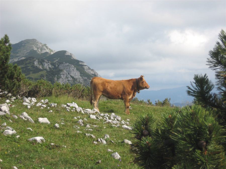 Blick zum Dürrenstein