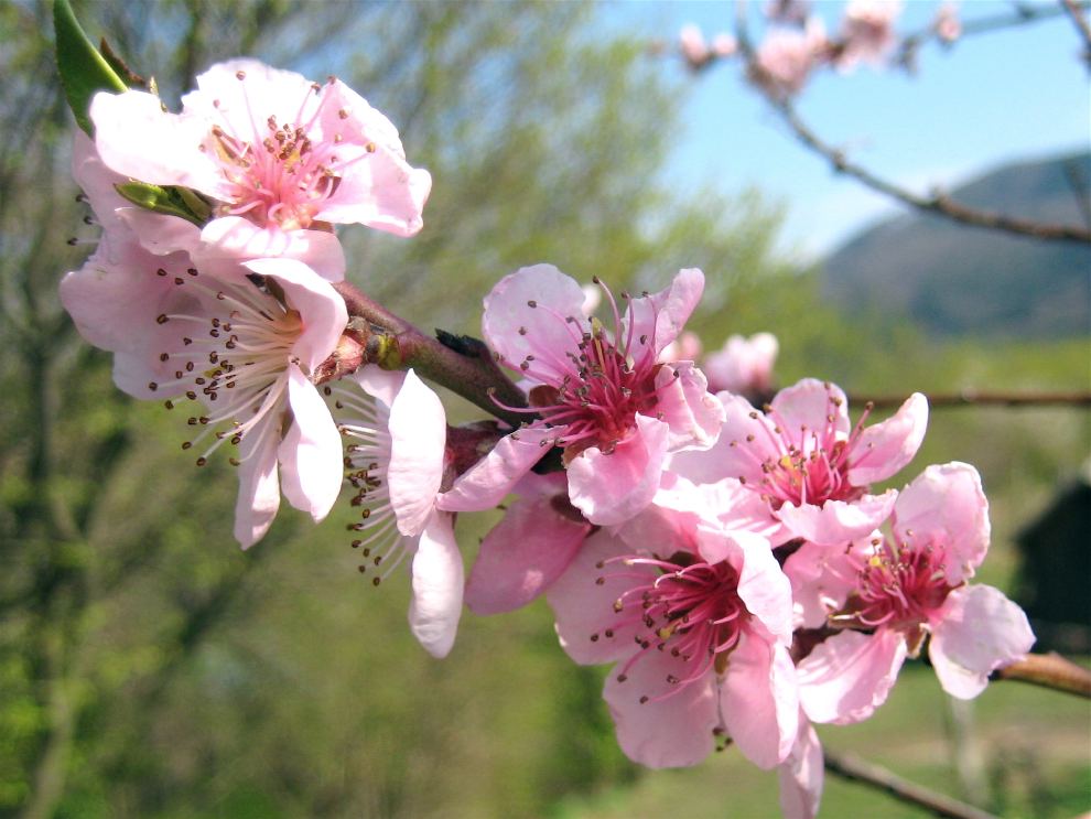 Blüte des Weingartenpfirsich