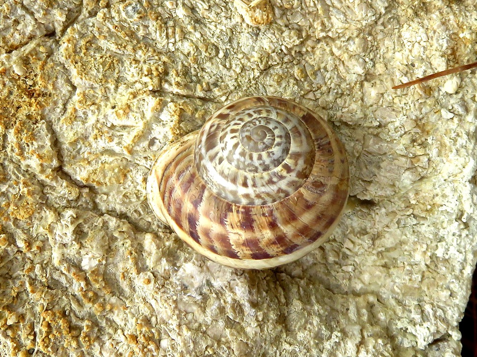 kroatische Mauerschnecke