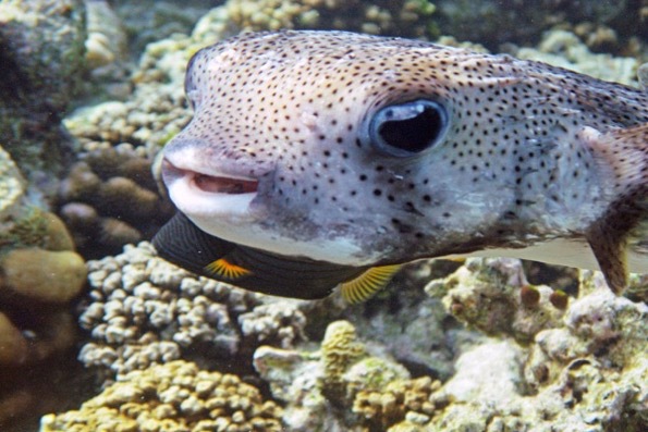 gewöhnlicher Igelfisch