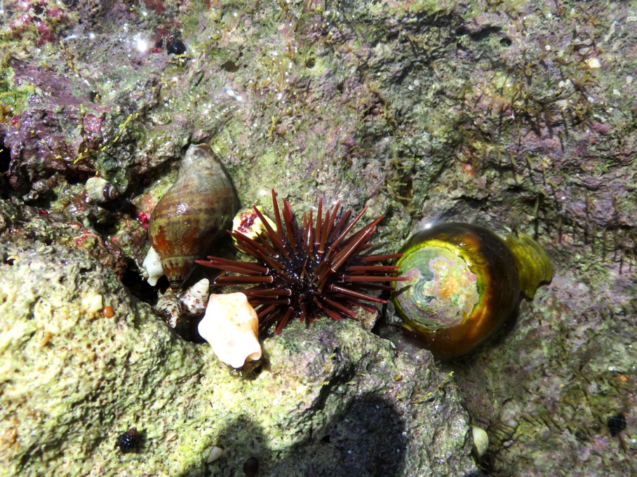 Seeigel mit lebenden Muscheln