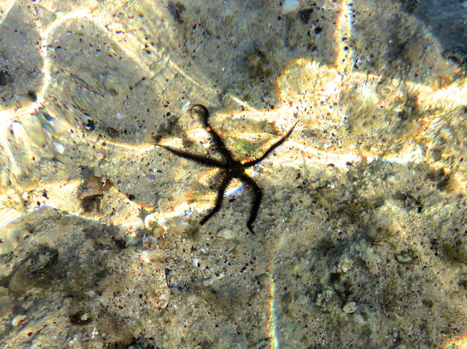 Seespinne