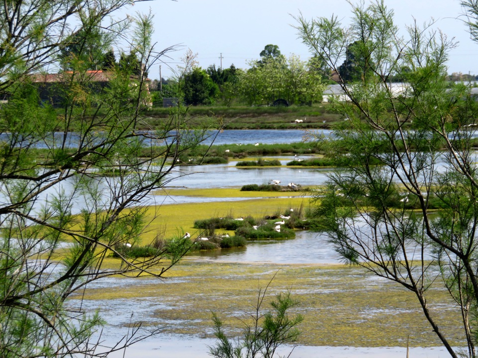 In der Lagune Venedigs