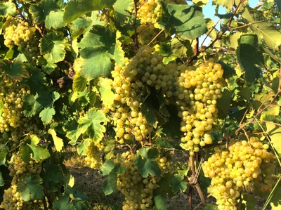 Vino bianco 2021